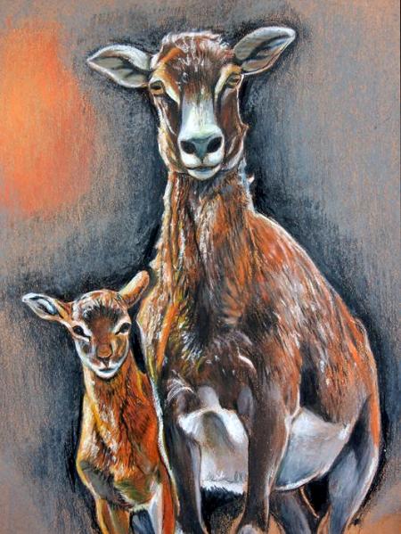 Mouflon and Son